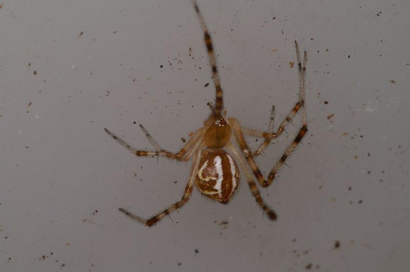 Theridion_pyramidale_D7813_Z_89_North Stradbroke island_Australie.jpg